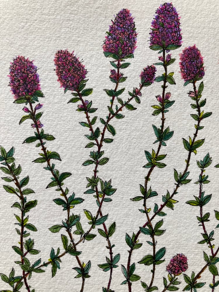 Image of Wild Thyme 
