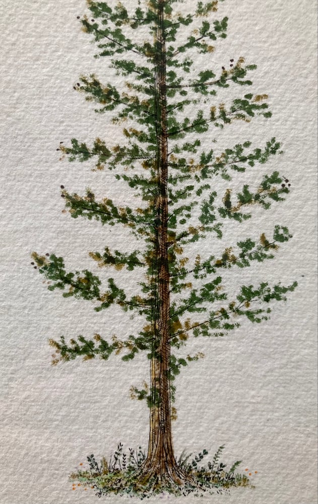 Image of Pine 1