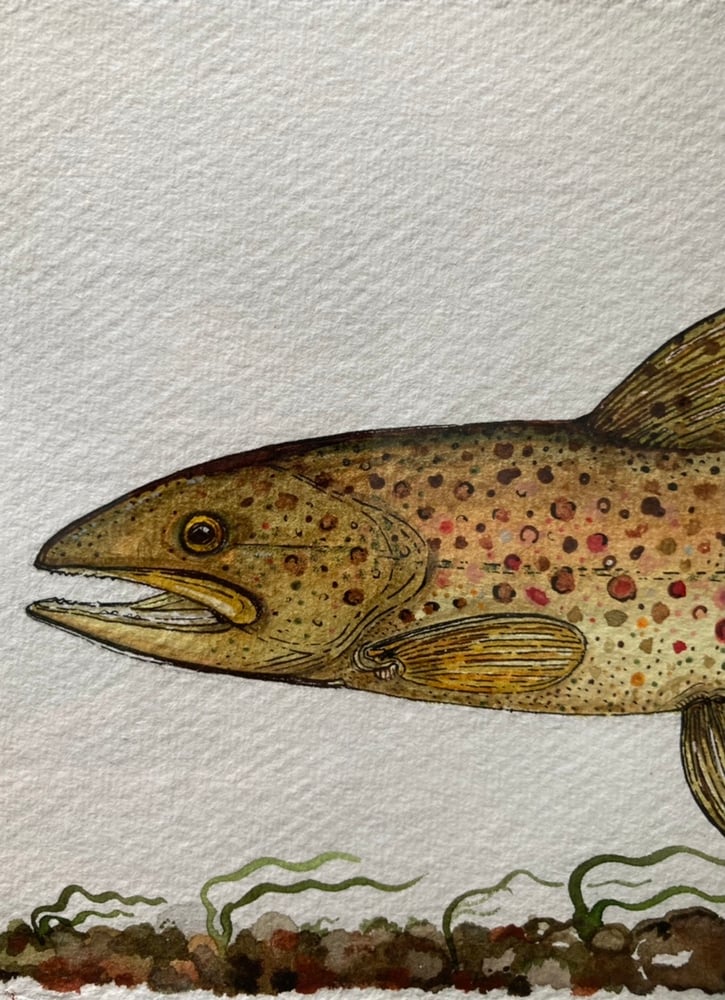 Image of Wild Brown Trout