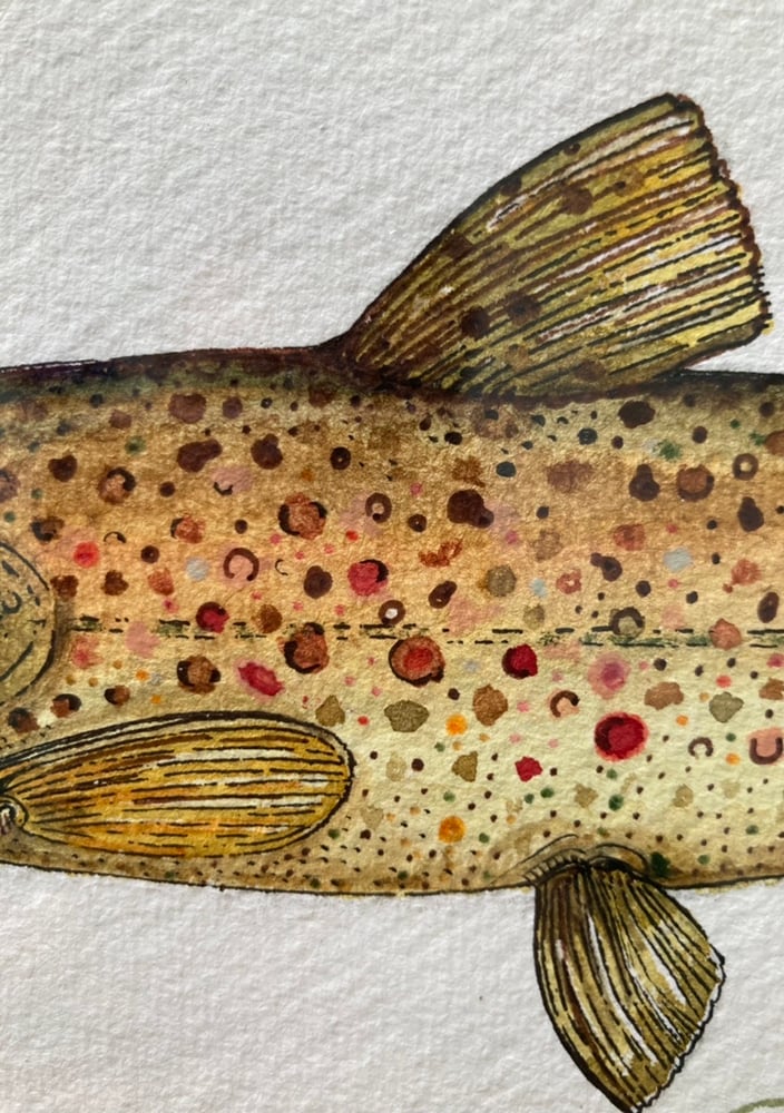 Image of Wild Brown Trout