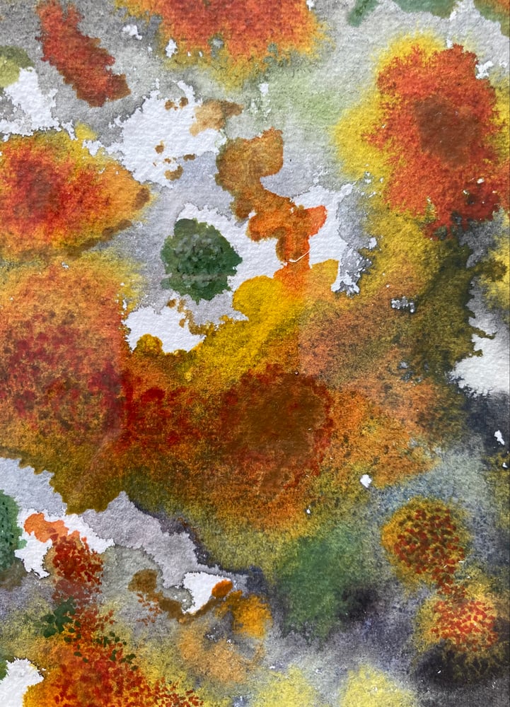Image of Lichen 