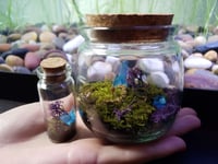 Image 3 of Live Scenery Terrarium