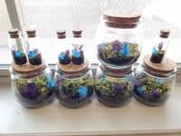 Image 5 of Live Scenery Terrarium