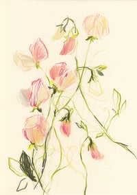 Sweet peas no. 2