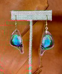 Image 1 of Regal Hairstreak Hindwings - Topside