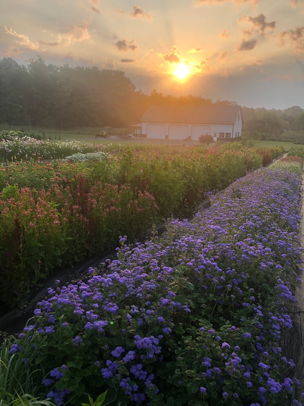 Image of Breakfast & Blooms