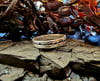 Rift Ring