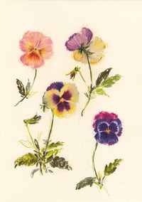 Pansies no. 5