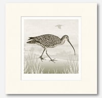 Image 2 of HAND DRAWN CURLEW SIGNED ART PRINT