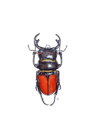 Image 3 of Odontolabis Beetle Watercolor Illustration PRINT 