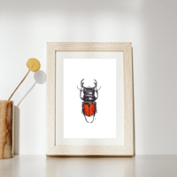 Image 4 of Odontolabis Beetle Watercolor Illustration PRINT 
