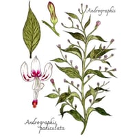 Image of 2 oz. Andrographis tincture ~ with so many benefits from RA to Lyme 🌿