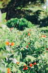 Homegrown Edible Flower Punnet 