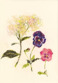 Hydrangea and pansies