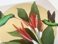 Image 4 of “La Danza de los Zumbadores” / “ The dance of the Hummingbirds”