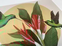 Image 5 of “La Danza de los Zumbadores” / “ The dance of the Hummingbirds”