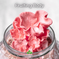 Image 2 of Pink Oyster (Pleurotus Djamor) Live Mycelium Mushroom Culture Spawn Seed