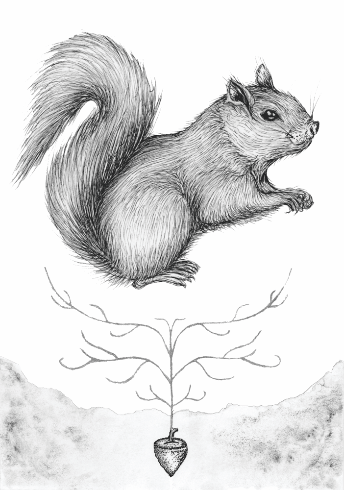 Image of ‘Hidden’ Squirrel Print