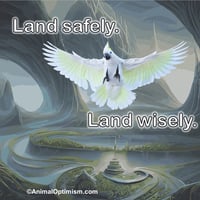 Bird: Land Safely. Land Wisely.