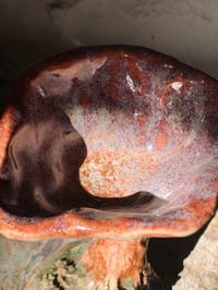 Image 2 of oyster mushroom grail