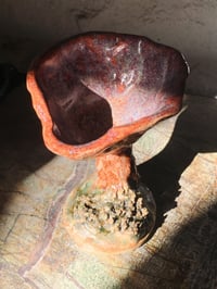 Image 1 of oyster mushroom grail