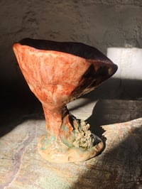 Image 3 of oyster mushroom grail