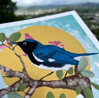 Image 4 of “Blue Warbler in pink oak tree”