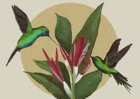 Image 2 of “La Danza de los Zumbadores” / “ The dance of the Hummingbirds”
