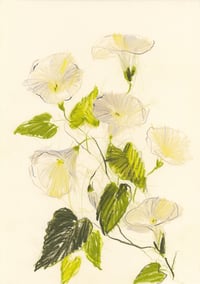 Bindweed