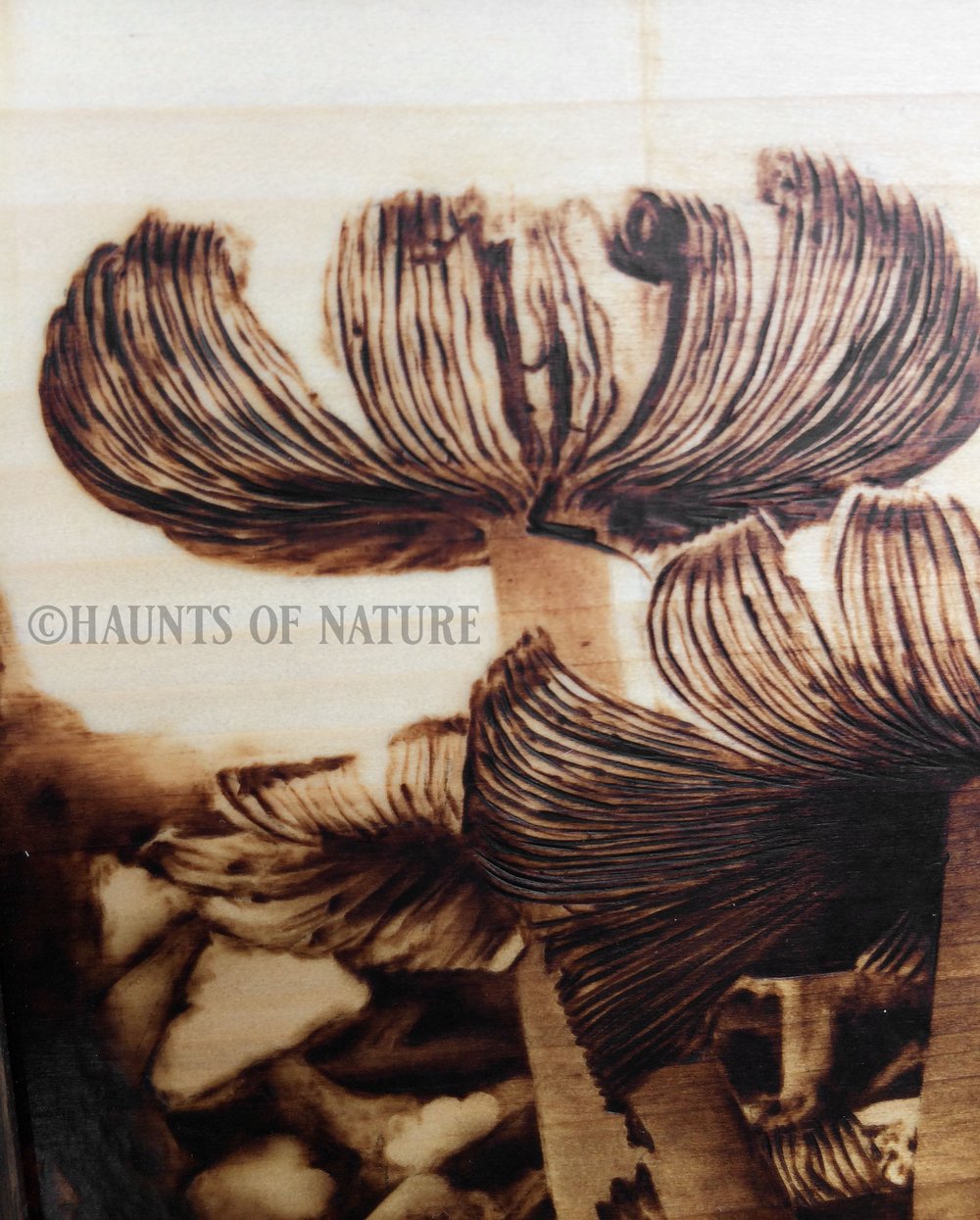 Wood Burned Lacey Inky Cap Mushrooms