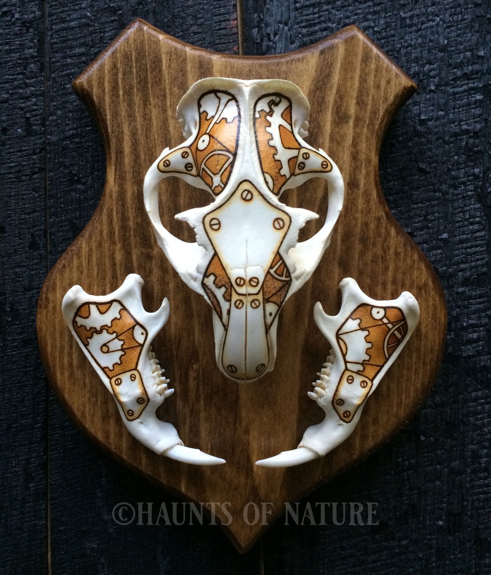 Pyrography Groundhog Skull with Steampunk Design