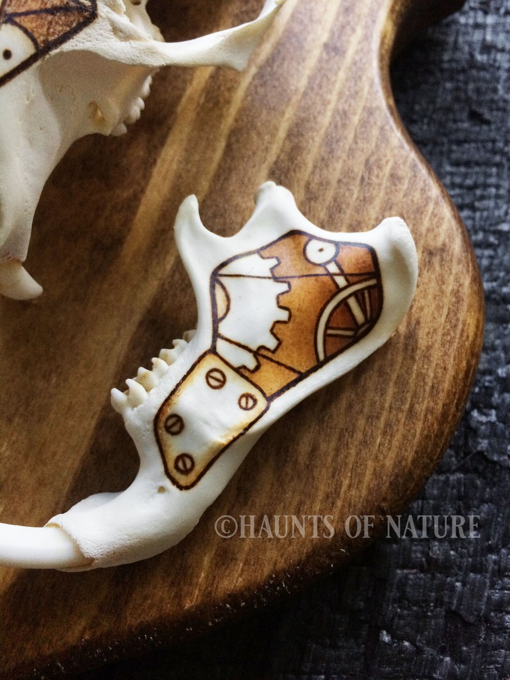 Pyrography Groundhog Skull with Steampunk Design