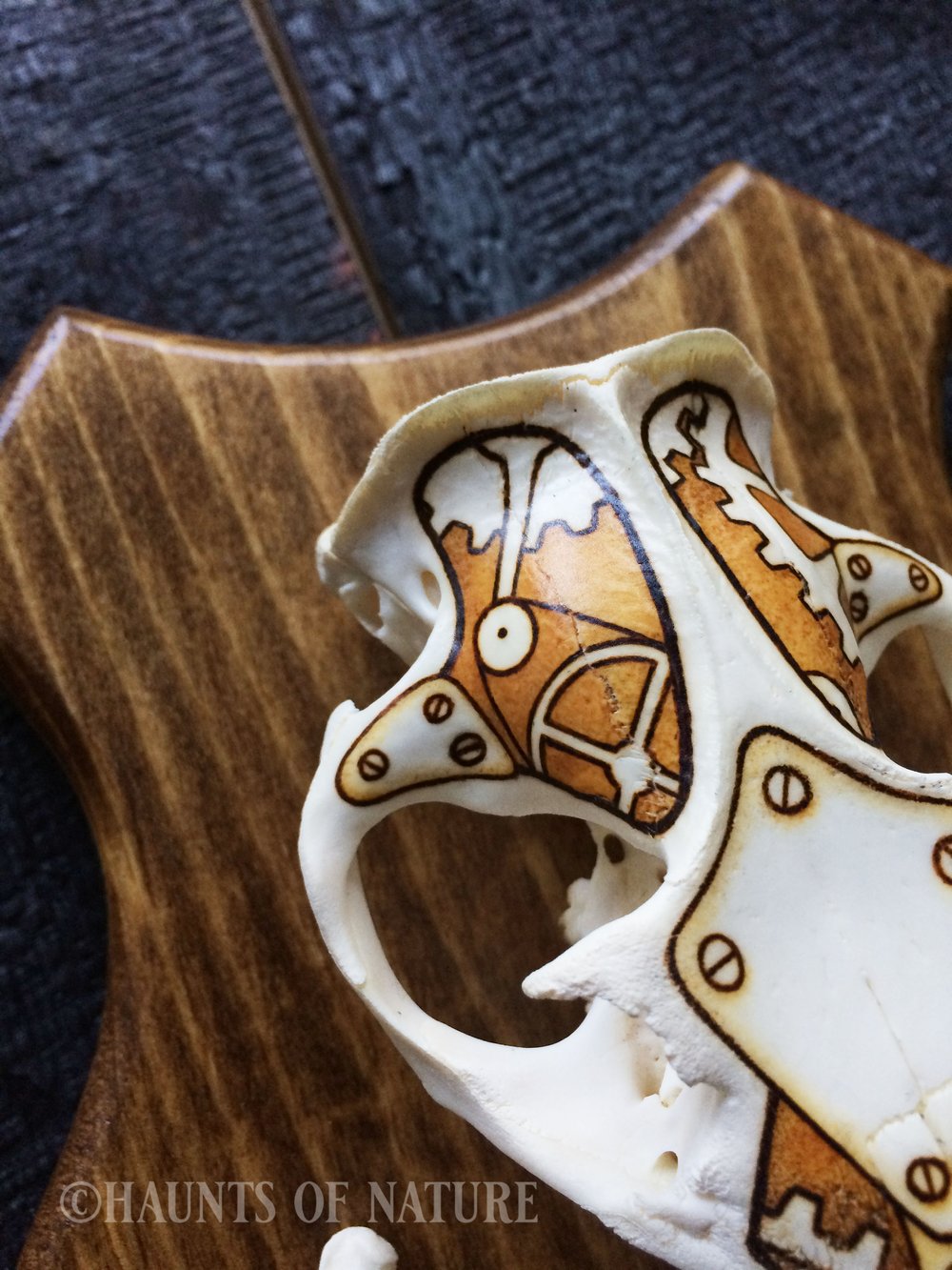 Pyrography Groundhog Skull with Steampunk Design