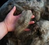 Longwool Cross - Raw Fleece by the Pound