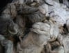 Silver Alpaca - Raw Fleece by the Pound
