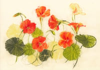 Nasturtiums no. 5