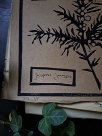 Image 5 of "Juniperus Communis" Limited edition print