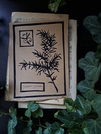 Image 4 of "Juniperus Communis" Limited edition print