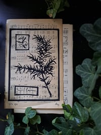 Image 2 of "Juniperus Communis" Limited edition print