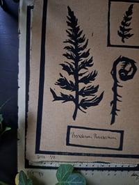 Image 5 of "Pteridium Pinetorum" Limited edition print