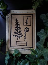 Image 4 of "Pteridium Pinetorum" Limited edition print