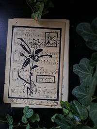 Image 2 of "Trientalis Europaea" Limited edition print