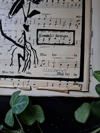 Image 3 of "Trientalis Europaea" Limited edition print