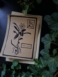 Image 4 of "Trientalis Europaea" Limited edition print