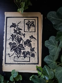 Image 2 of "Hedera helix" Limited edition print