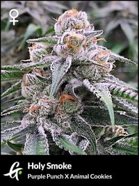 Image 1 of Greenpoint ~ Holy Smoke