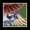 Osprey - Signed 12" Prints