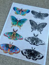 Moth and butterfly prints (8x10)