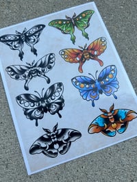 Image 2 of Moth and butterfly prints (8x10)