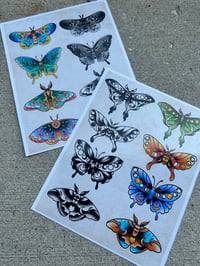 Image 1 of Moth and butterfly prints (8x10)